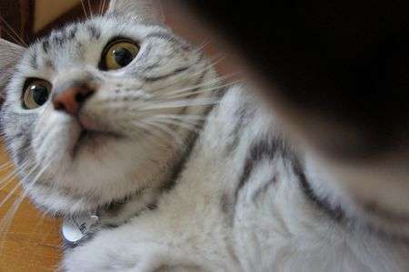 パパラッチはごめんよ！