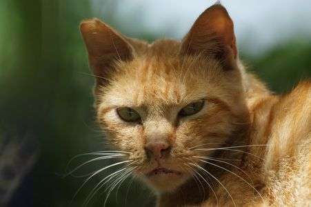 吾輩は猫である