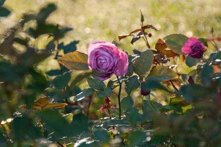 ローズガーデン