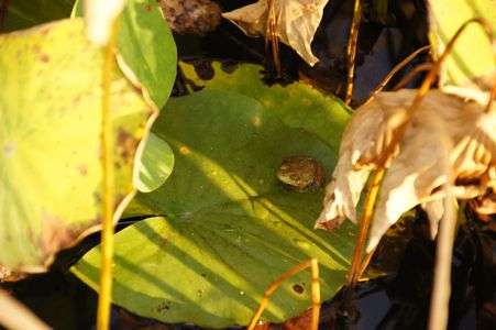2011年　秋の湧永庭園その５