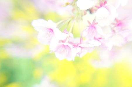 #kokohana　早く暖かくなーれ☆