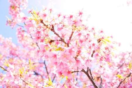 #kokohana 好きに☆