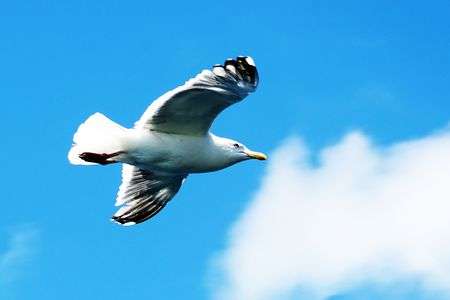 パトロール中！