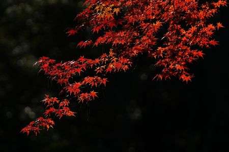 闇に紅葉