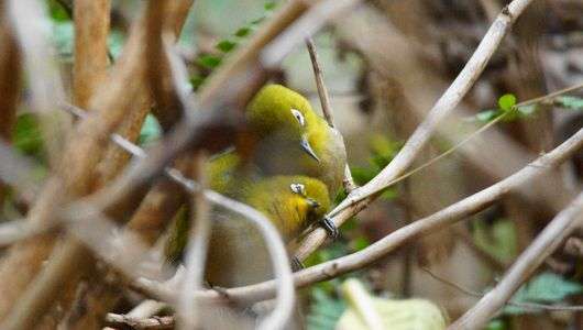 メジロ恋の囁き