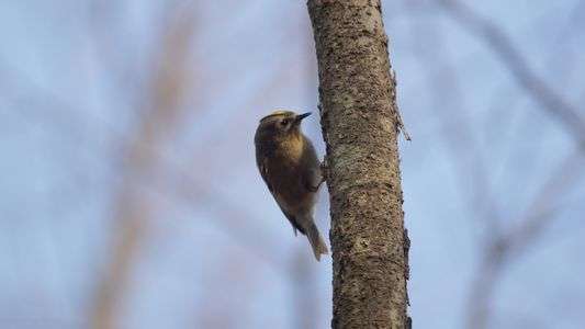 本年初のお菊さん