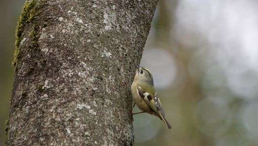 今日のキクイタダキ＆エナガ