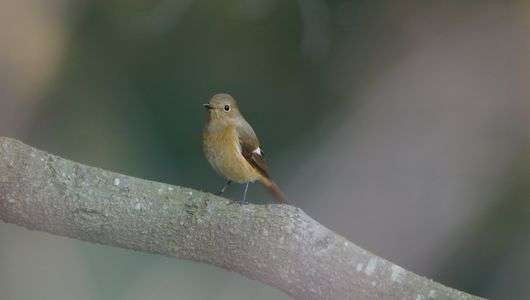 今朝のジョウビタキ