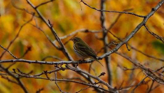 紅葉の中のビンズイ