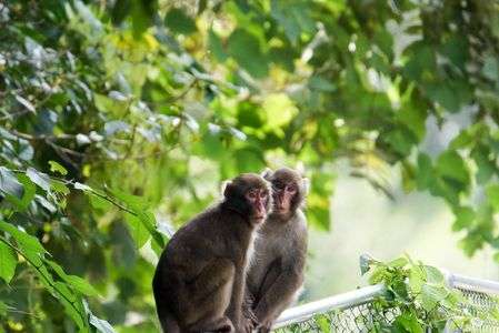 お猿さんのお気に入りの場所