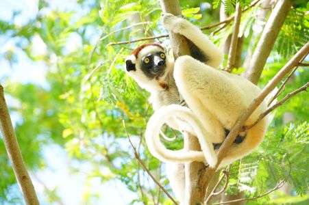 手も長いし足も長いしシッポも長いの