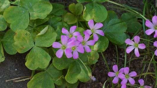 本土寺2014　その８