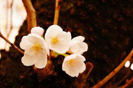 さくらの花たち