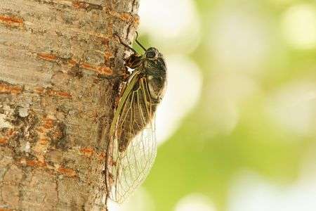 セミ - 夏の思い出 -