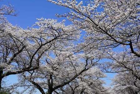 北上展勝地の桜
