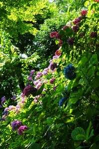 ２０２５鎌倉(その９)