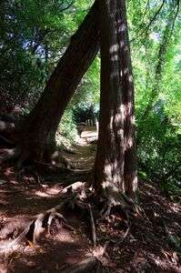 ２０２５高尾山(その７)