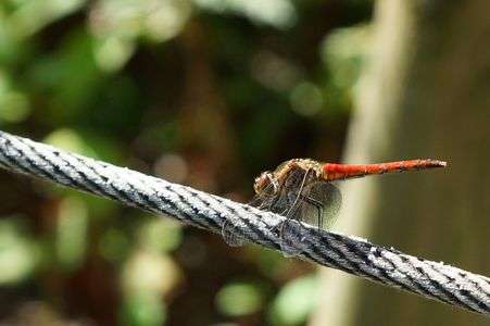 ２０２５高尾山(その８)