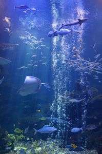 京都水族館