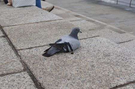 おすわりハトさん