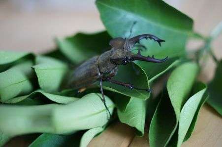 ミヤマクワガタ