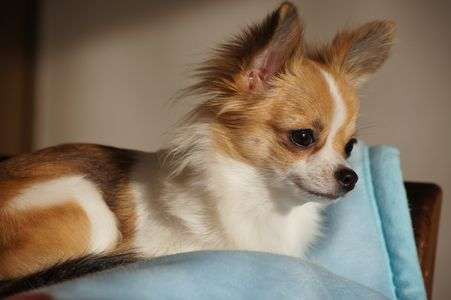 ﾊﾟﾌｨｰです