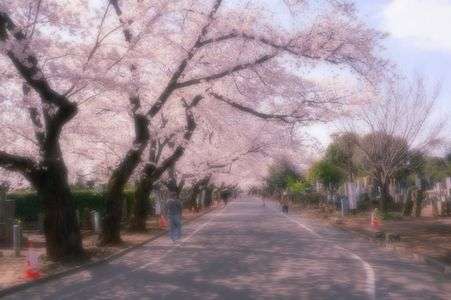 谷中霊園の桜