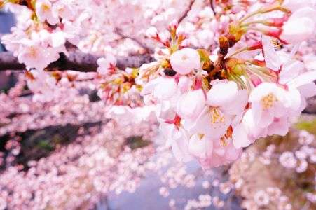 桜と川