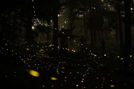 金生山ヒメボタル