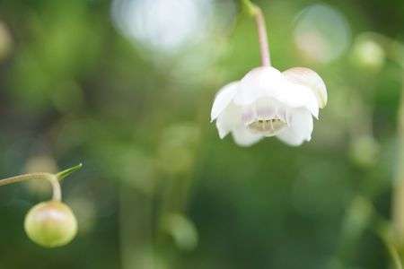 レンゲショウマ