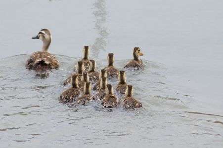 ☆なかよしカルガモ大家族☆（＾＾）