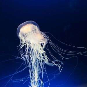 「　ヒカリ　」