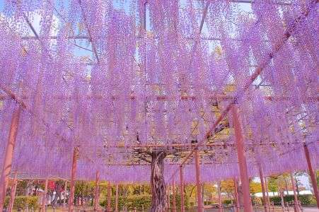 『　天翔の藤　』