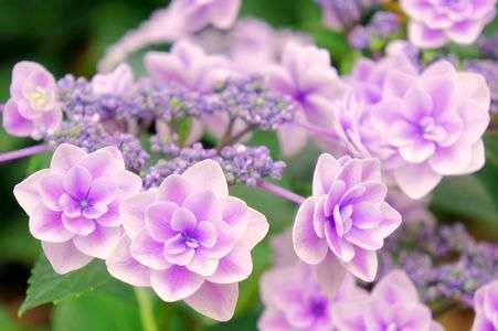 『 雨に唄えば 』