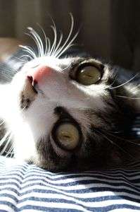 うちの子は可愛すぎる