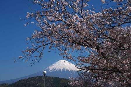 桜#フラワー2025#