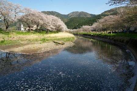 流れゆく花びら