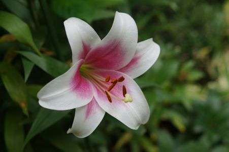 庭のユリです。