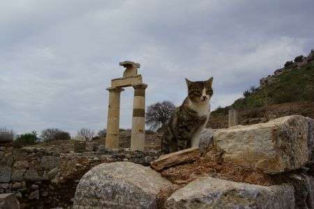 遺跡ネコ