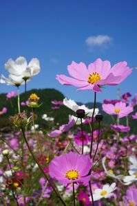 背くらべ・・・