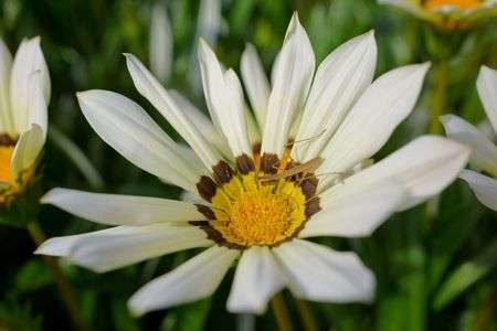 花と小さなカマキリ