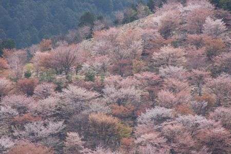 桜の絨毯