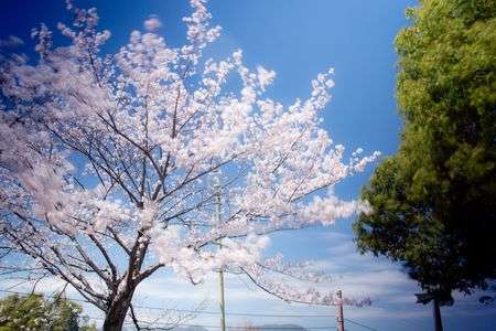 デイドリームな桜