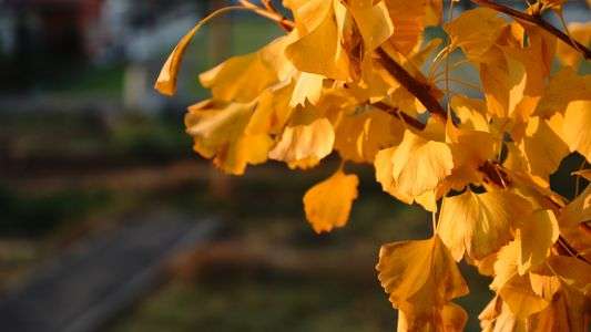 オレンジに染まった銀杏