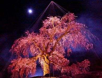 京都　円山公園　桜