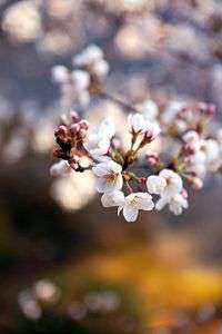 広隆寺　桜　（京都　太秦）