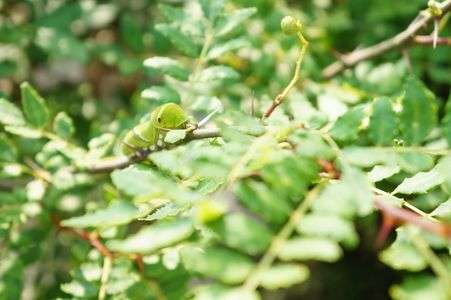 アゲハへの道程
