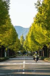 メタセコイア並木の朝