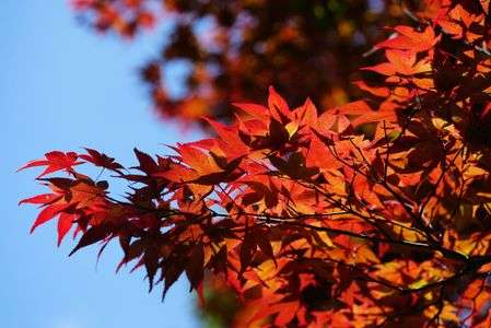 夏紅葉