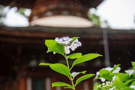 小雨のなかでの紫陽花